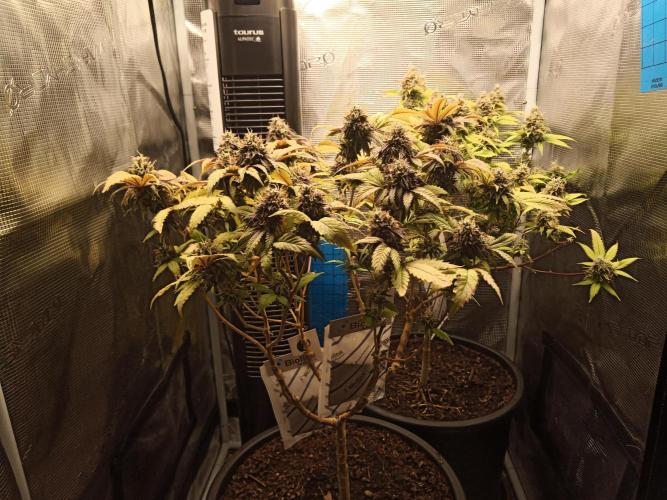 Annabelle's garden + Aristode seed co. Week 9 - Day 6