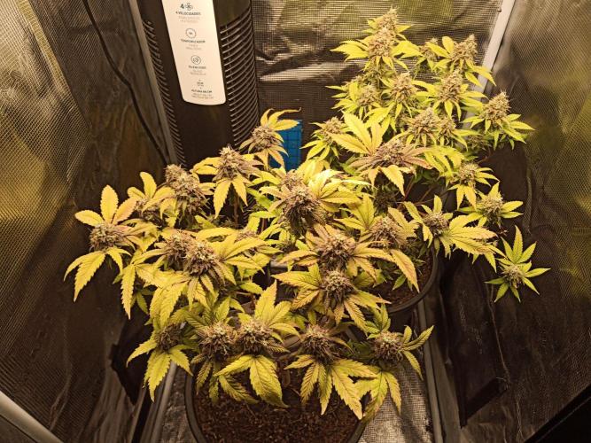 Annabelle's garden + Aristode seed co. Week 9 - Day 6