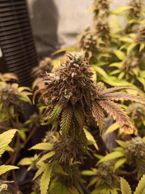 Annabelle's garden + Aristode seed co. Week 10 - Derecho day 5