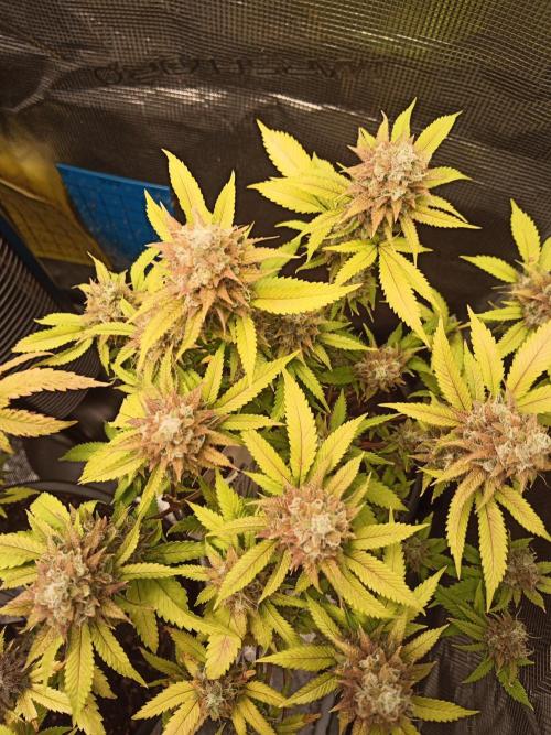 Annabelle's garden + Aristode seed co. Week 10 - Frosty slapz day 5