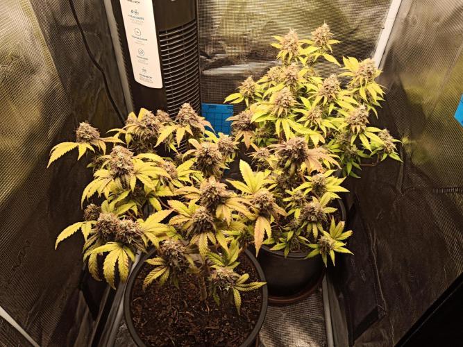 Annabelle's garden + Aristode seed co. Week 10 - Day 5