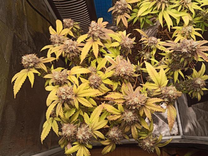 Annabelle's garden + Aristode seed co. Week 10 - Derecho day 5