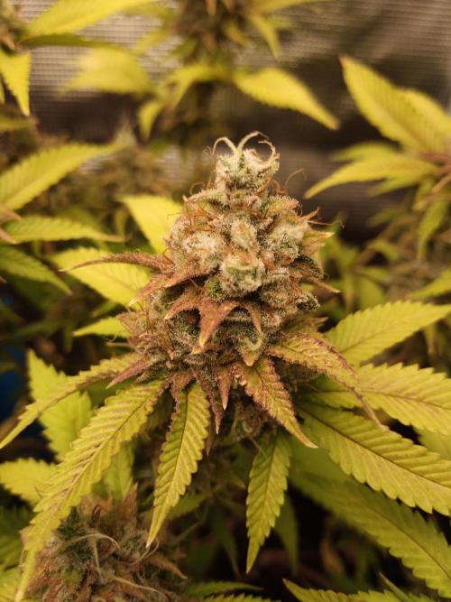 Annabelle's garden + Aristode seed co. Week 10 - Frosty slapz day 5