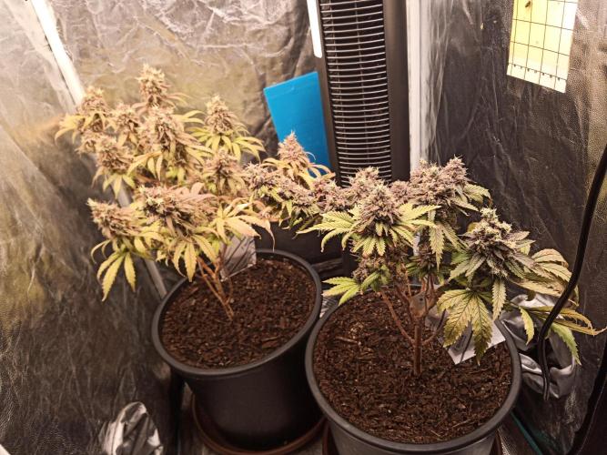 Shuga seed + Blimburn seed. Week 18 - Day 5