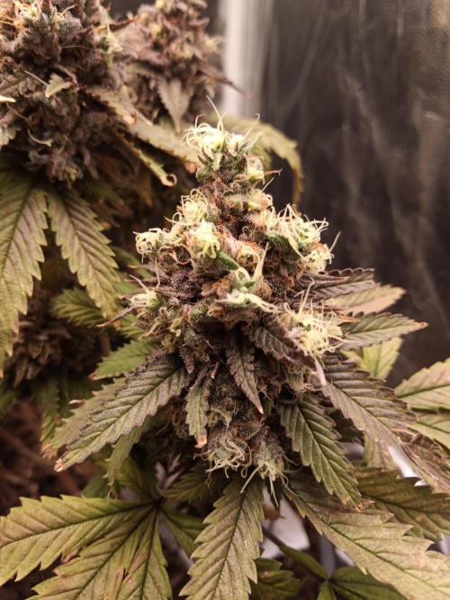 Shuga seed + Blimburn seed. Week 18 - Raver waifu day 5