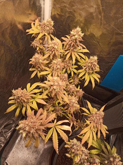 Shuga seed + Blimburn seed. Week 18 - Cap junky day 5