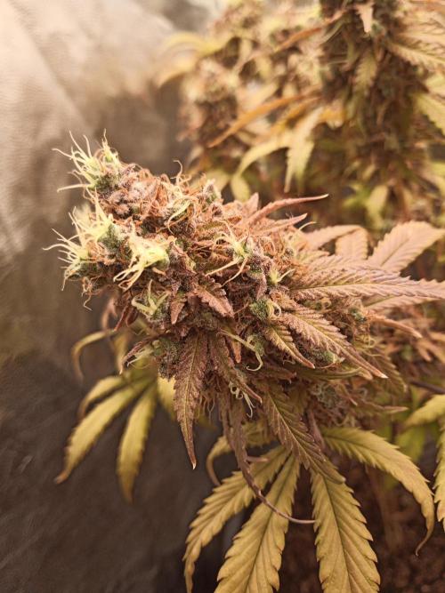 Shuga seed + Blimburn seed. Week 18 - Cap junky day 5