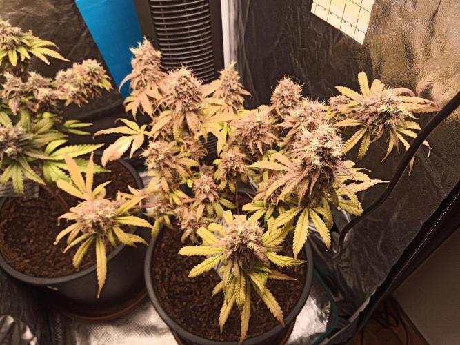 Shuga seed + Blimburn seed. Week 18 - Cap junky day 5