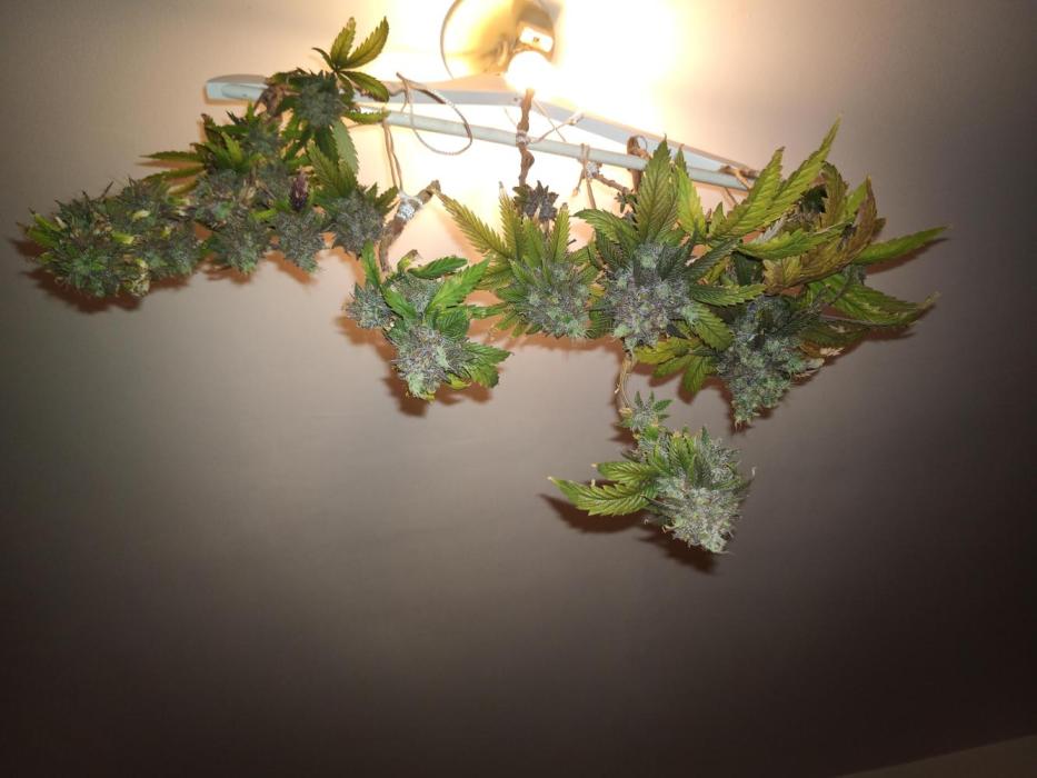 Shuga seed + Blimburn seed. Week 19