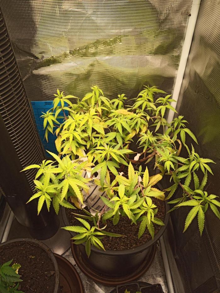 Kyoto by shuga seed. Week 1 - Day 6