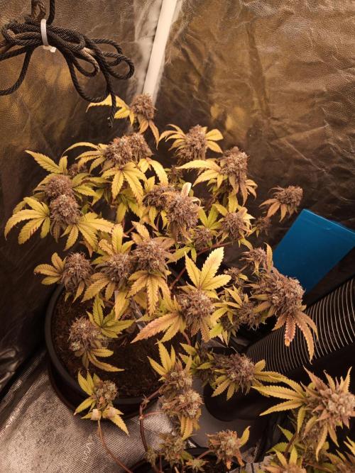 Annabelle's garden + Aristode seed co. Week 11 - Derecho day 5