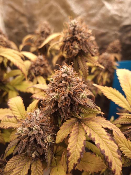 Annabelle's garden + Aristode seed co. Week 11 - Derecho day 5