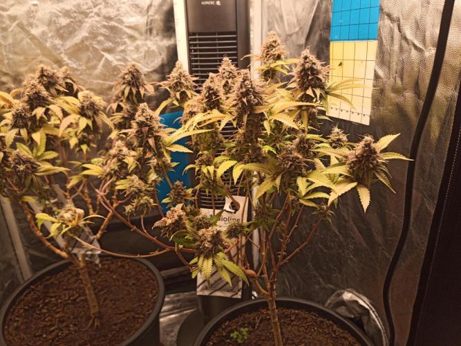 Annabelle's garden + Aristode seed co. Week 11 - Frosty slapz day 5