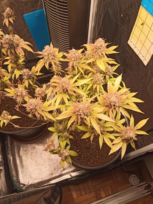 Annabelle's garden + Aristode seed co. Week 11 - Frosty slapz day 5