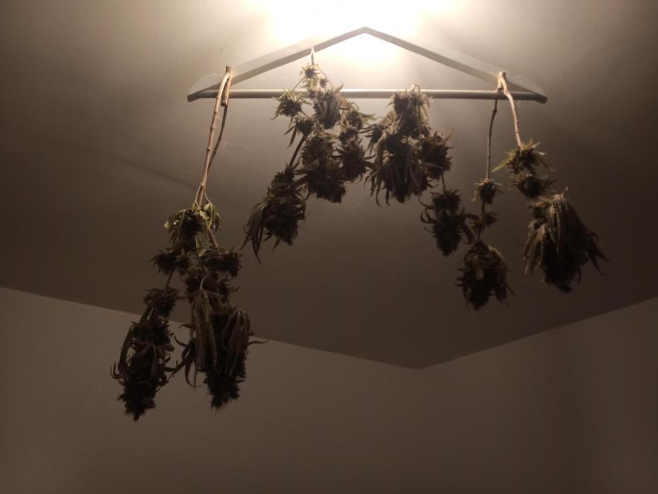 Shuga seed + Blimburn seed. Week 19 - Harvest