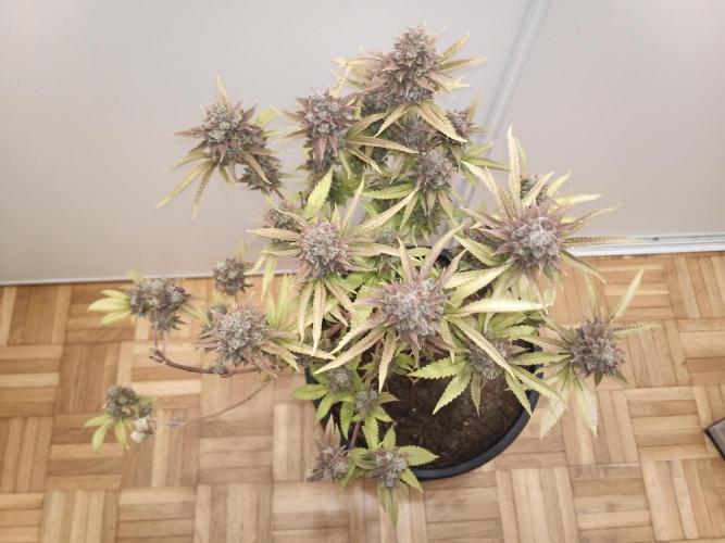 Annabelle's garden + Aristode seed co. Week 12