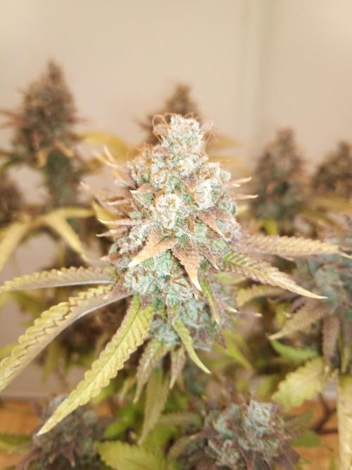 Annabelle's garden + Aristode seed co. Week 12