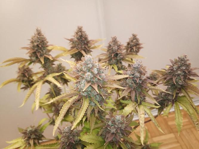 Annabelle's garden + Aristode seed co. Week 12