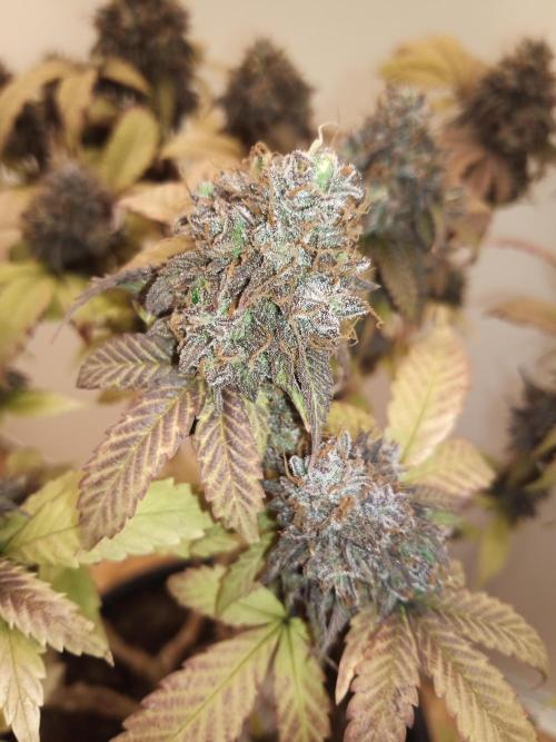 Annabelle's garden + Aristode seed co. Week 12