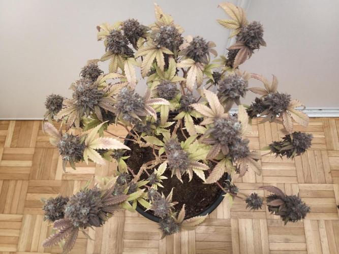 Annabelle's garden + Aristode seed co. Week 12