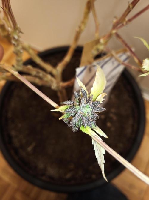 Annabelle's garden + Aristode seed co. Week 12