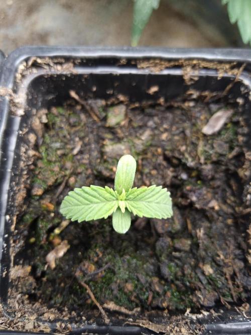 Ape origin + Diamonds river seeds. Week 0