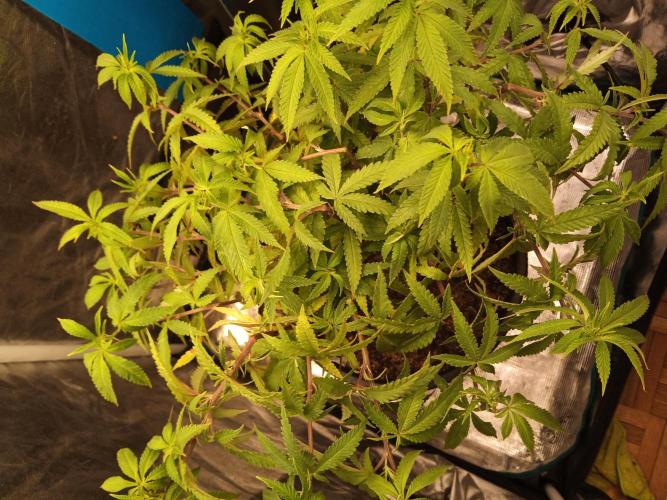 Kyoto and Raver waifu by shuga seed. Week 3