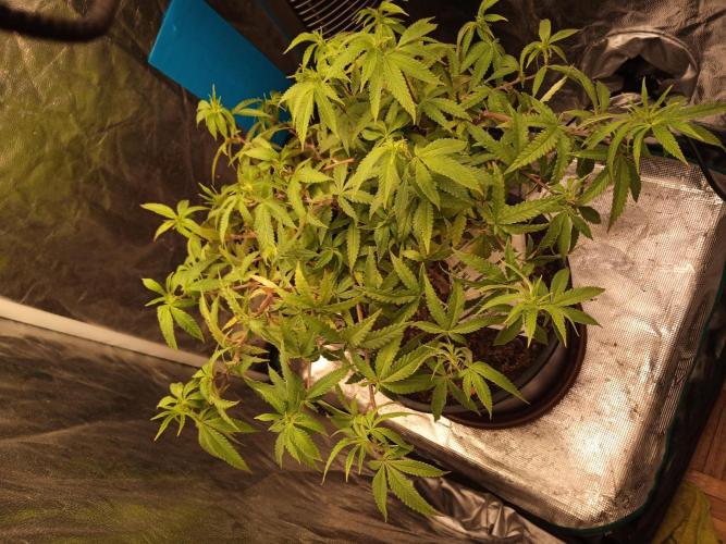 Kyoto and Raver waifu by shuga seed. Week 3