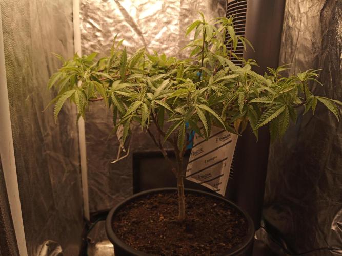 Kyoto and Raver waifu by shuga seed. Week 3