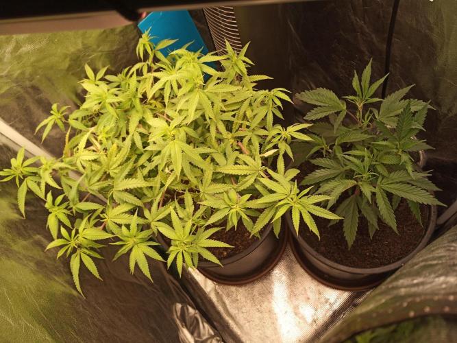 Kyoto and Raver waifu by shuga seed. Week 4