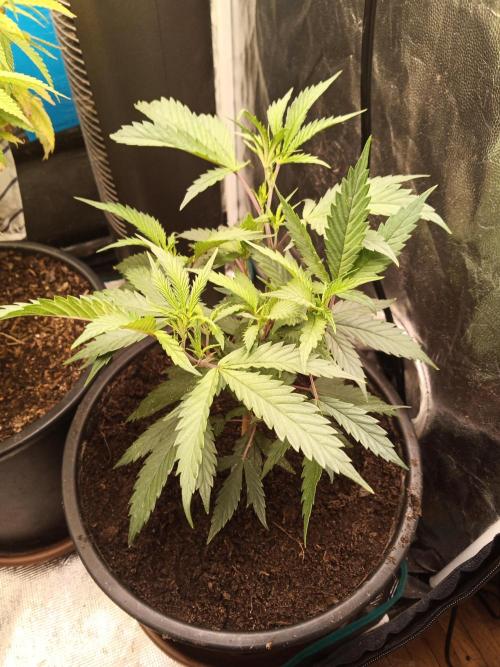 Kyoto and Raver waifu by shuga seed. Week 4