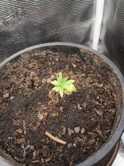 Ape origin + Diamonds river seeds +Kyoto. Week 1