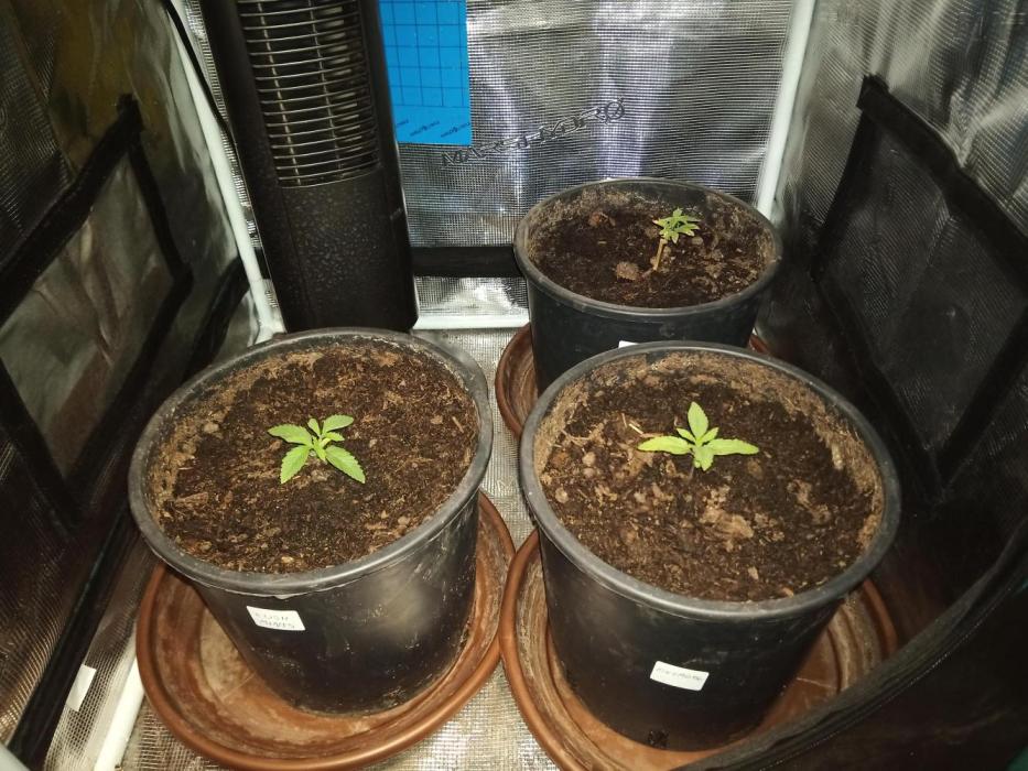 Ape origin + Diamonds river seeds +Kyoto. Week 2