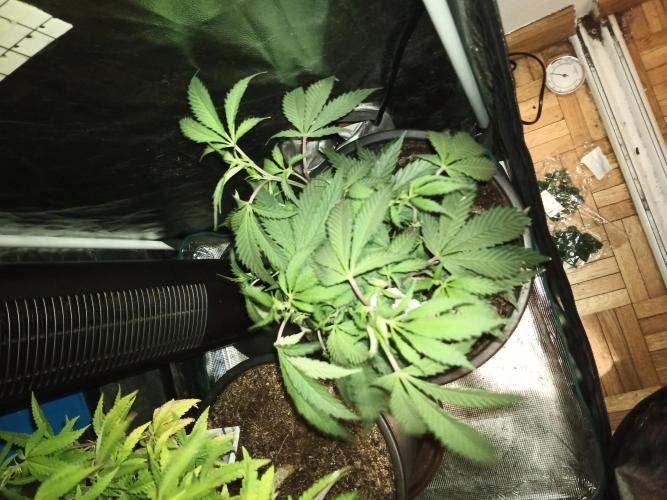 Kyoto and Raver waifu by shuga seed. Week 5