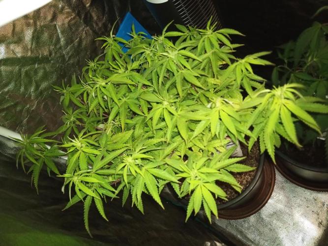 Kyoto and Raver waifu by shuga seed. Week 5