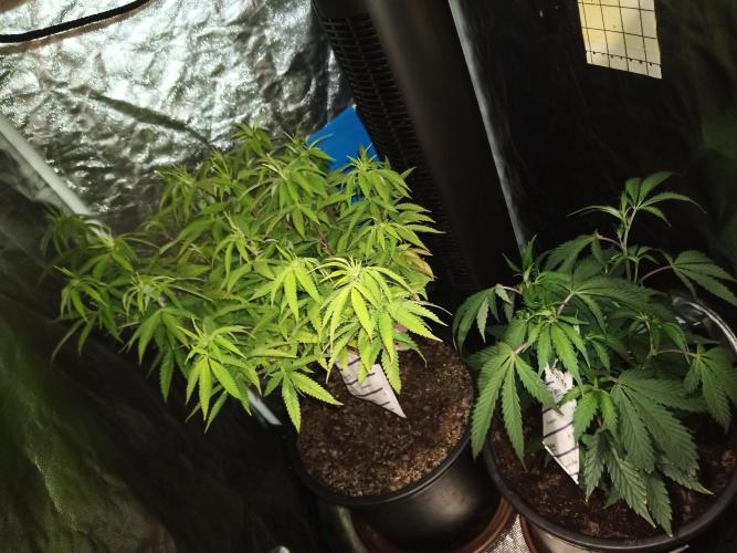 Kyoto and Raver waifu by shuga seed. Week 5