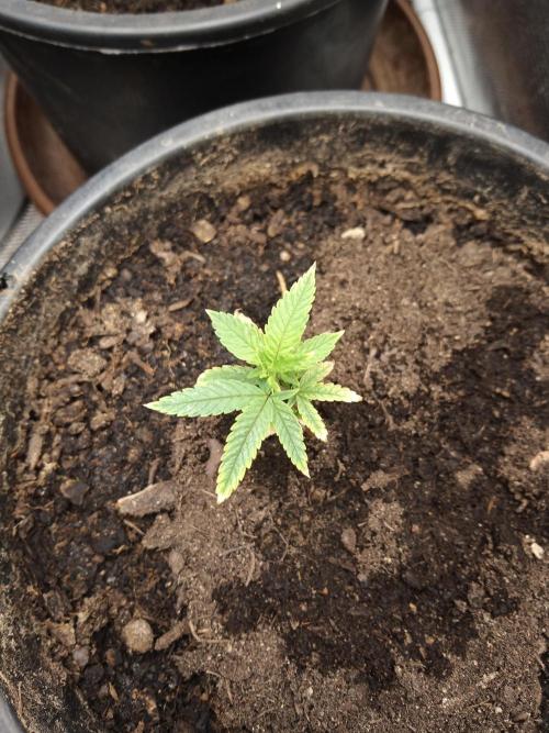 Ape origin + Diamonds river seeds +Kyoto. Week 3 - Kyoto (clone from my previous grow)