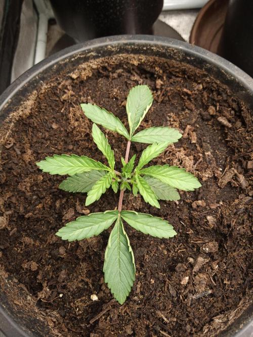 Ape origin + Diamonds river seeds +Kyoto. Week 3 - Kush mints 