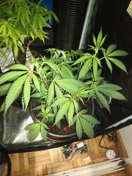 Kyoto and Raver waifu by shuga seed. Week 6 - Raver waifu (clone from my previous grow)