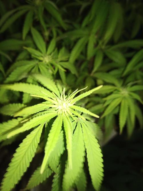 Kyoto and Raver waifu by shuga seed. Week 6 - Kyoto  (clone from my previous grow)