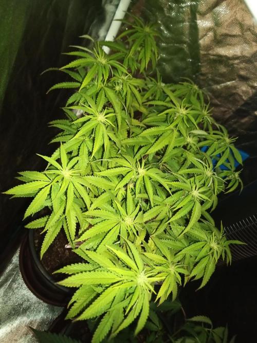 Kyoto and Raver waifu by shuga seed. Week 6 - Kyoto  (clone from my previous grow)