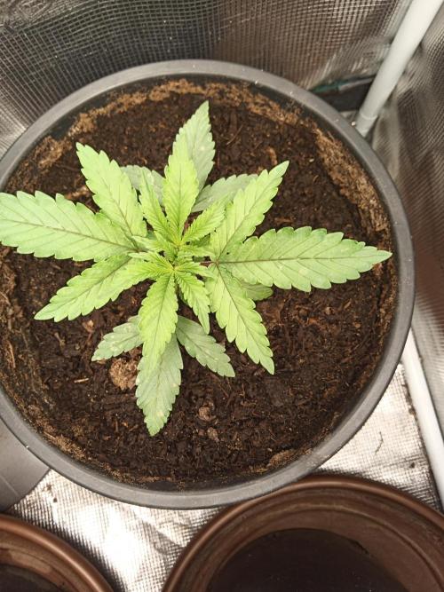 Ape origin + Diamonds river seeds +Kyoto. Week 3 - Oxymore s1