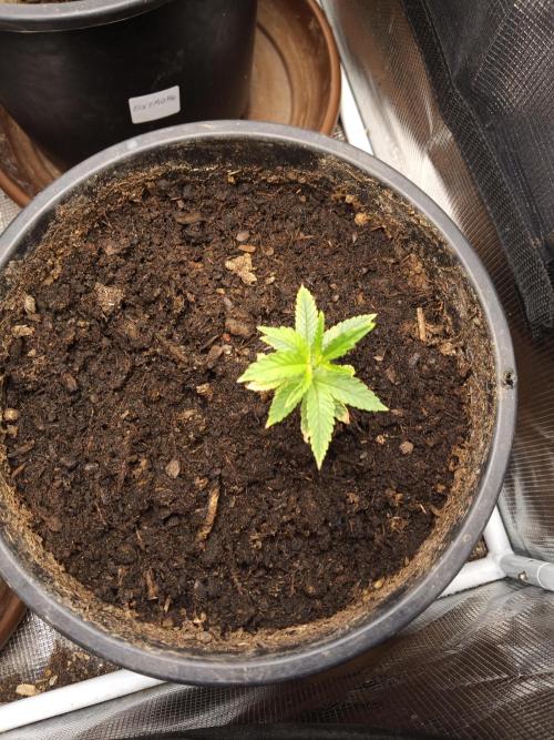 Ape origin + Diamonds river seeds +Kyoto. Week 3 - Kyoto clone