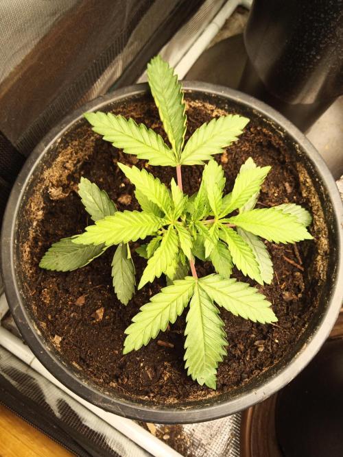 Ape origin + Diamonds river seeds +Kyoto. Week 3 - Kush mints 