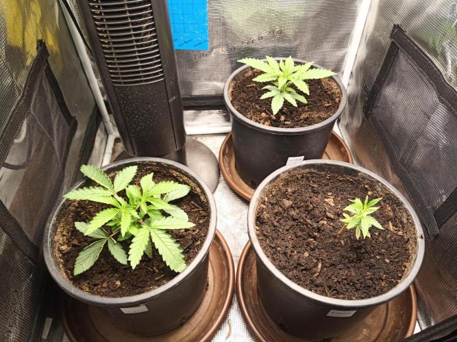 Ape origin + Diamonds river seeds +Kyoto. Week 3 - Day 5