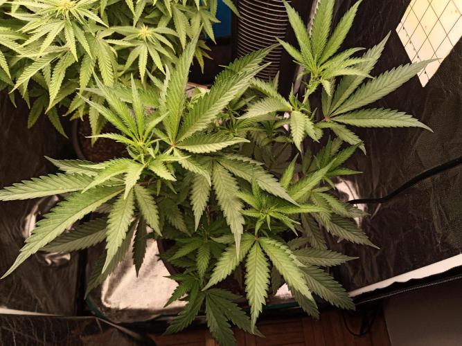 Kyoto and Raver waifu by shuga seed. Week 6 - Raver waifu