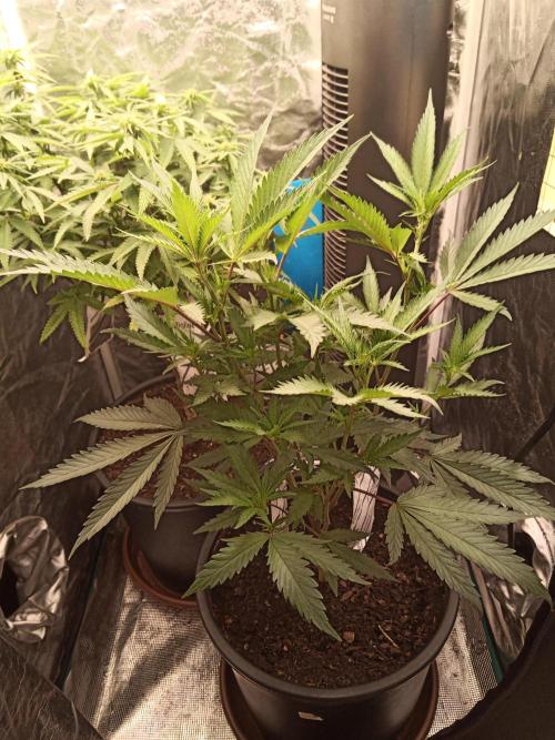 Kyoto and Raver waifu by shuga seed. Week 6 - Raver waifu