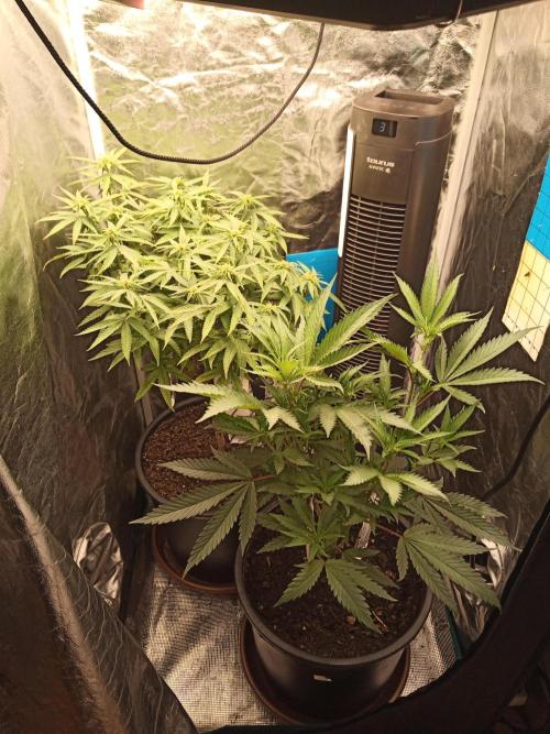 Kyoto and Raver waifu by shuga seed. Week 6