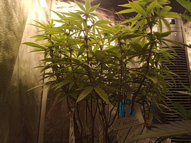 Kyoto and Raver waifu by shuga seed. Week 6 - Kyoto