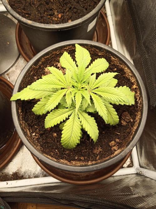 Ape origin + Diamonds river seeds +Kyoto. Week 4 - Oxymore day 4